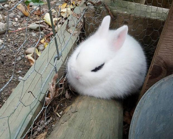 Close-up of a white rabbit with dark markings resting near a wire fence, one of the angriest animals you wouldn't want to meet.