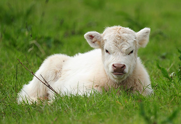 Young white calf lying in grass with a stern expression, one of the angriest animals you wouldn't want to meet.