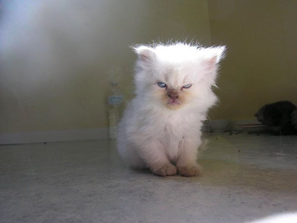 Fluffy white kitten with a grumpy expression sitting on the floor, one of the angriest animals you wouldn't want to meet