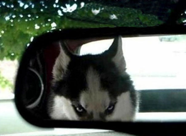 Angry husky with intense blue eyes seen in a car rearview mirror, showcasing one of the angriest animals you wouldn’t want to meet.