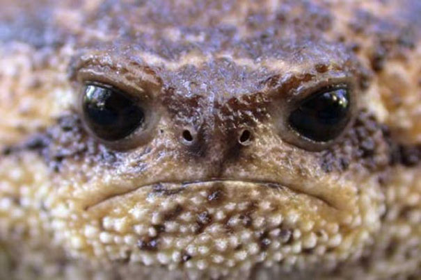 Close-up of an angry animal face with rough textured skin and intense dark eyes, showcasing aggressive animal features.