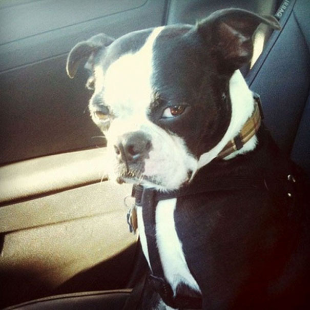 Angriest animals featuring a black and white dog with a fierce, glaring expression sitting inside a car.