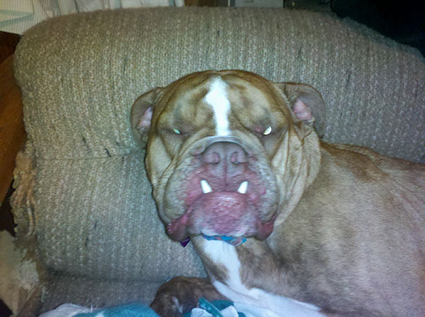 Angry dog with bared teeth lying on a couch, one of the angriest animals you wouldn't want to meet in your way.