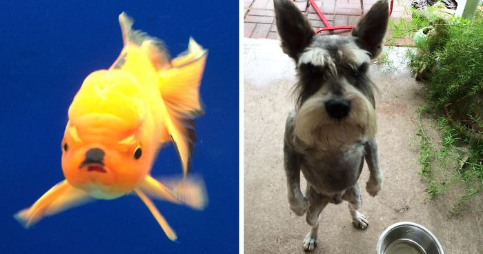Angry goldfish with a fierce expression and a small dog standing on hind legs looking alert outdoors.