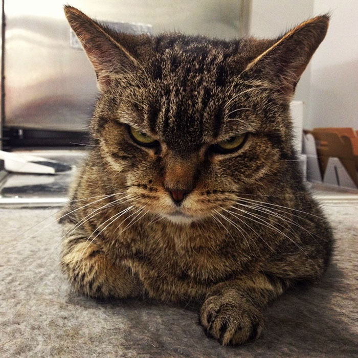 Angry Cat
