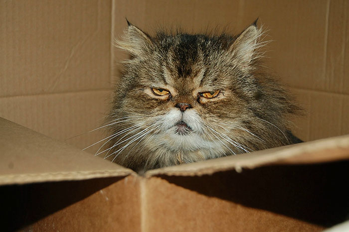 Angry Cat