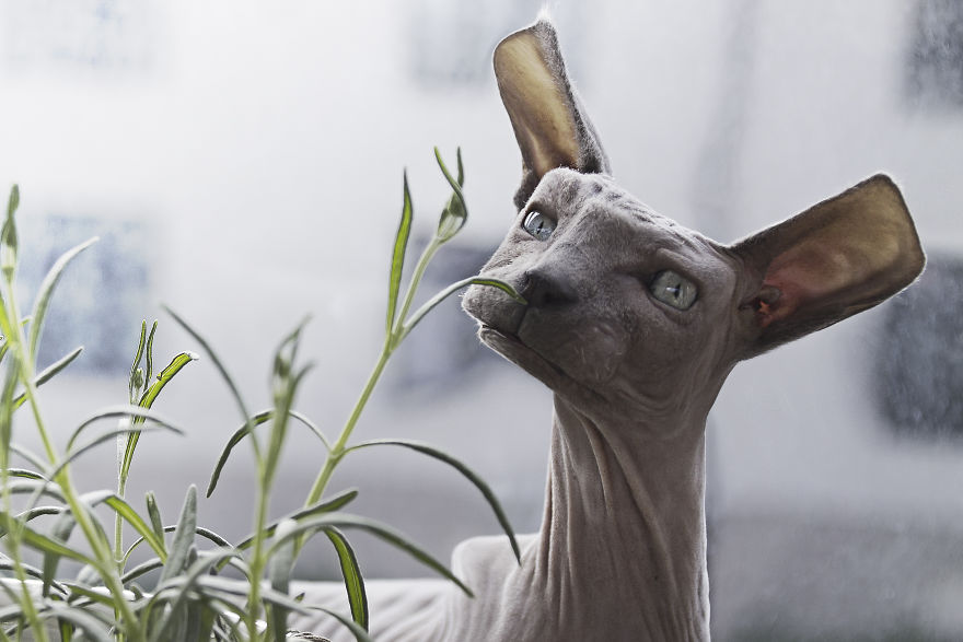 I Changed The Shapes Of Animals Into Cubes (20+ Pics)