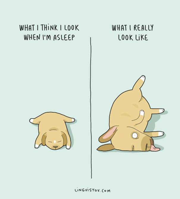 Animal Comic