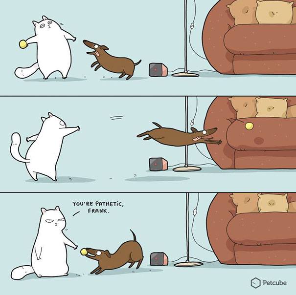 Animal Comic