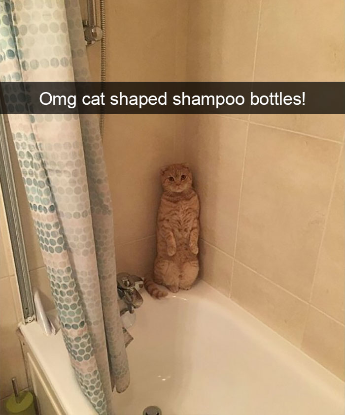 Animal Snap