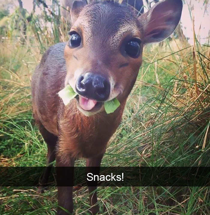 Animal Snap