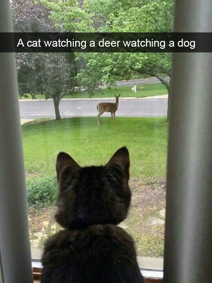 Animal Snap