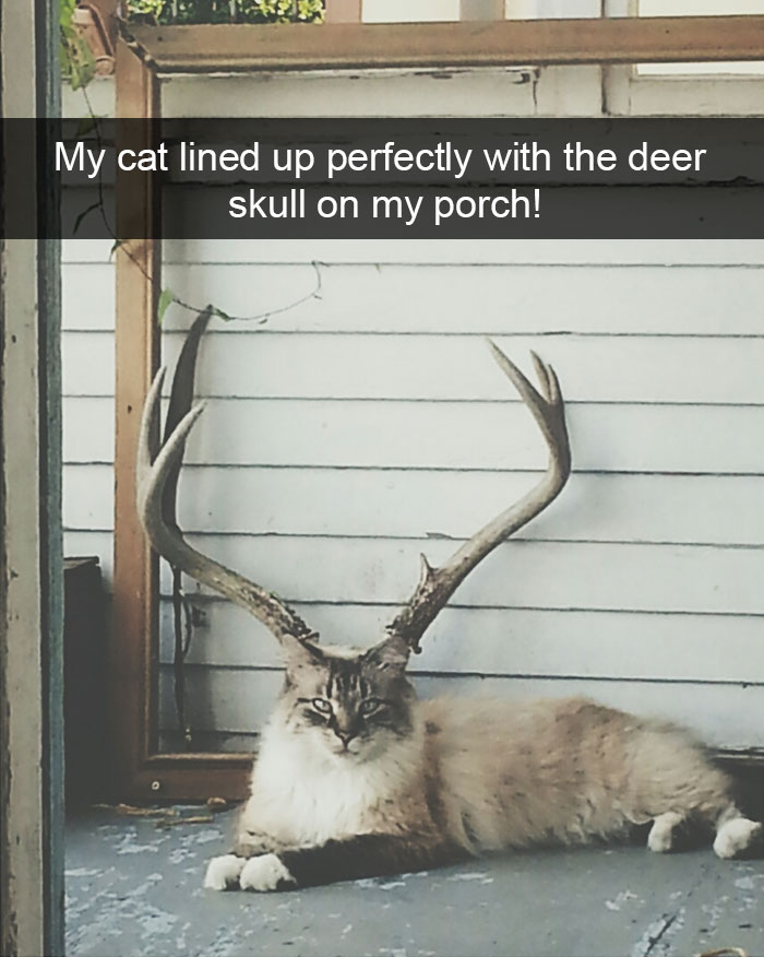 Animal Snap