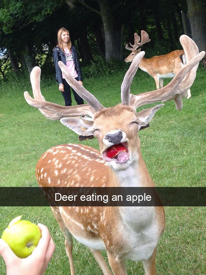 Animal Snap