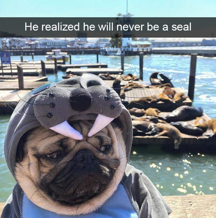 Animal Snap