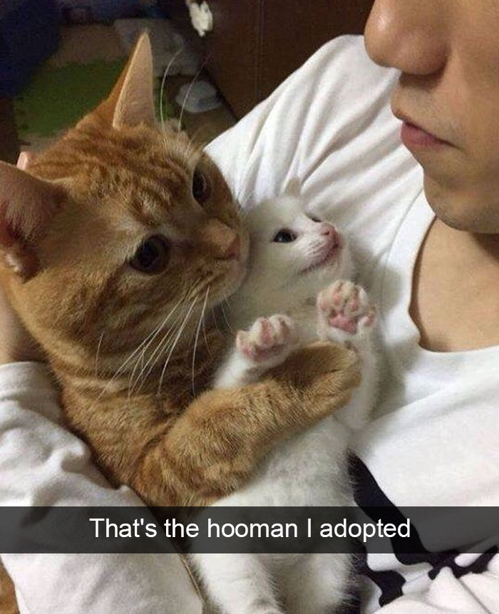 Animal Snap