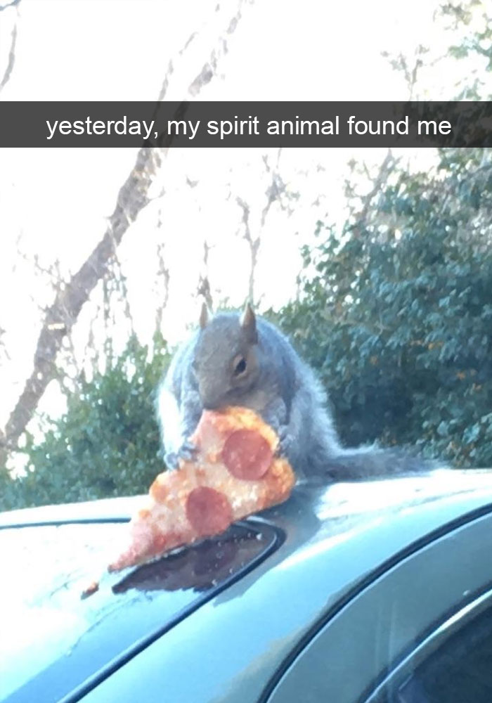Animal Snap
