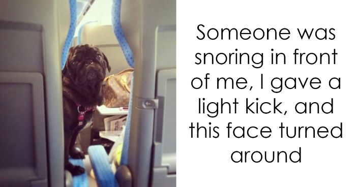 175 Hilarious Animal Snapchats Guaranteed To Make You Laugh Out Loud