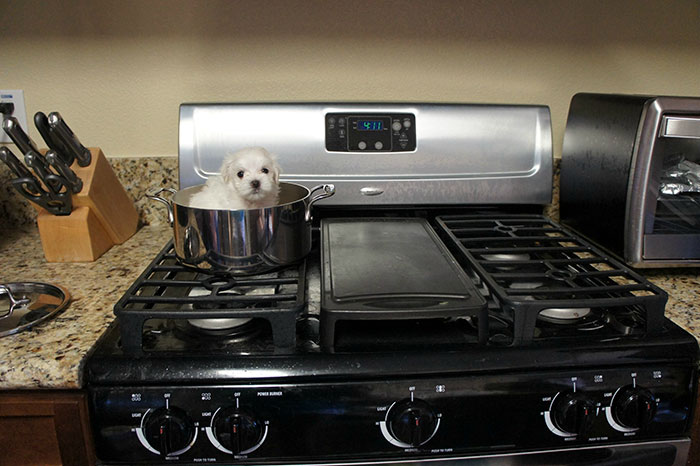 I Asked My Brother To Take Care Of My Puppy While I Was Away. I Returned To This Image As My Wallpaper