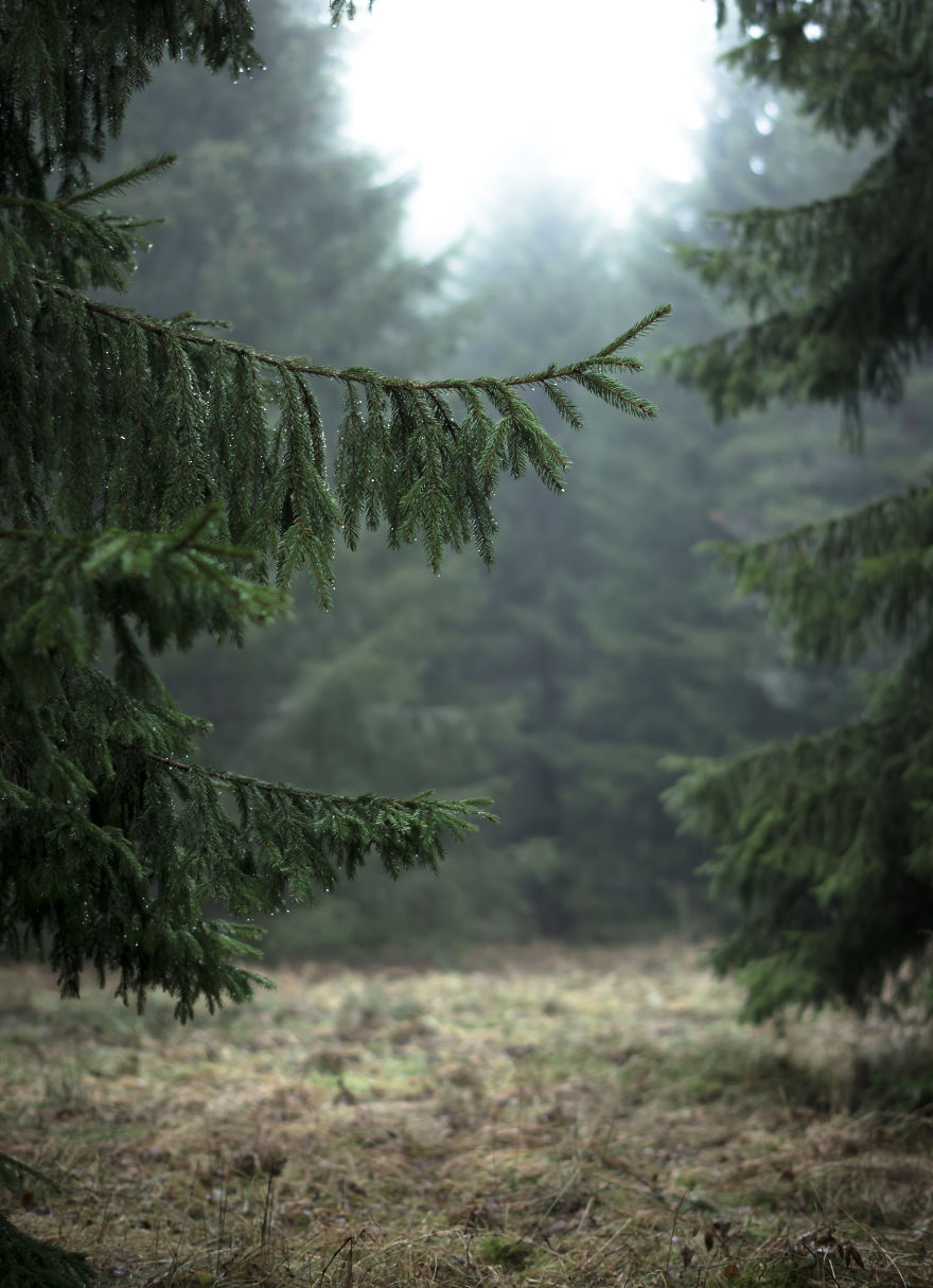 I Kept Chasing Fog In The Swedish Nature. 13 Images. I Kept Chasing Fog In The Swedish Nature. 13 Images.
