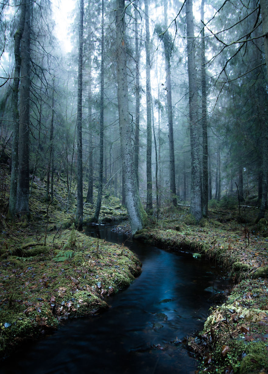 I Kept Chasing Fog In The Swedish Nature. 13 Images. I Kept Chasing Fog In The Swedish Nature. 13 Images.