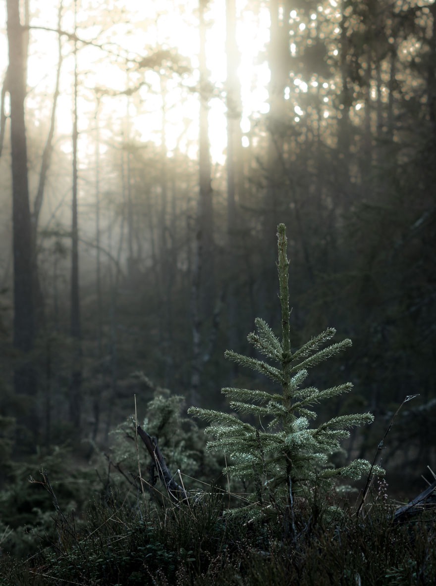I Kept Chasing Fog In The Swedish Nature. 13 Images. I Kept Chasing Fog In The Swedish Nature. 13 Images.