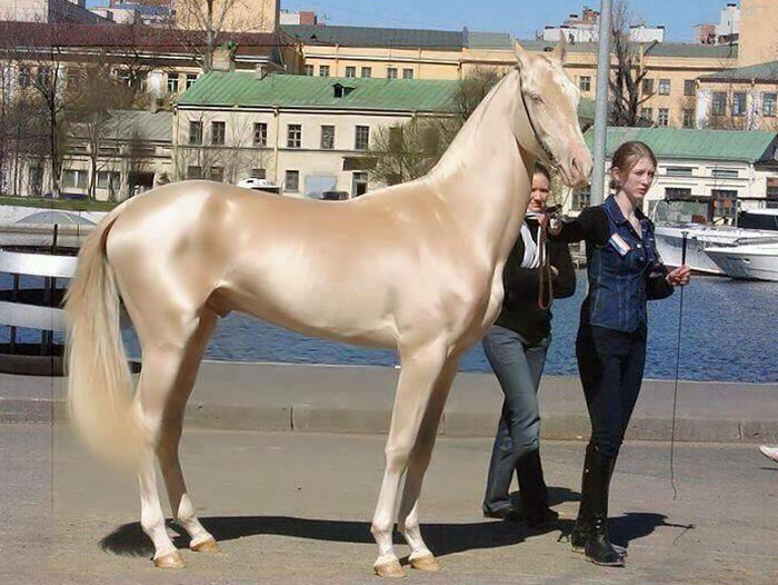 beautiful-horse-shiny-blonde-hair-akhal-teke-1 beautiful-horse-shiny-blonde-hair-akhal-teke-1