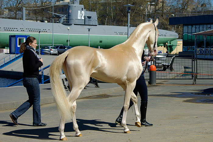 beautiful-horse-shiny-blonde-hair-akhal-teke-3 beautiful-horse-shiny-blonde-hair-akhal-teke-3