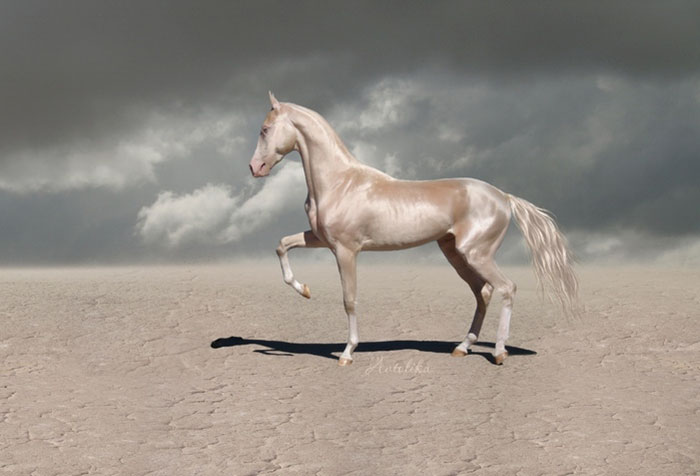 beautiful-horse-shiny-blonde-hair-akhal-teke-4 beautiful-horse-shiny-blonde-hair-akhal-teke-4