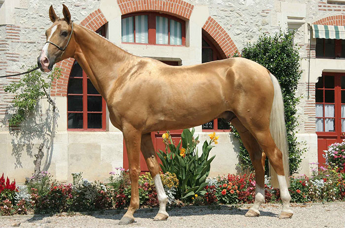 beautiful-horse-shiny-blonde-hair-akhal-teke-7 beautiful-horse-shiny-blonde-hair-akhal-teke-7