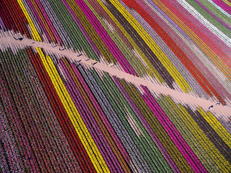 Rainbow Lines, Honorable Mention