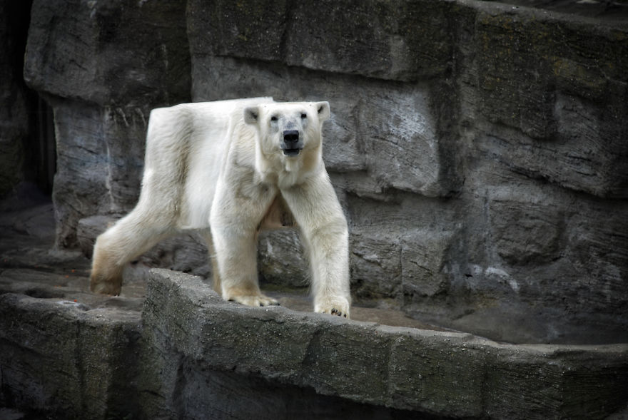 I Changed The Shapes Of Animals Into Cubes (20+ Pics)