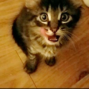 happyfeathers13 avatar