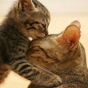 deejapemborong avatar