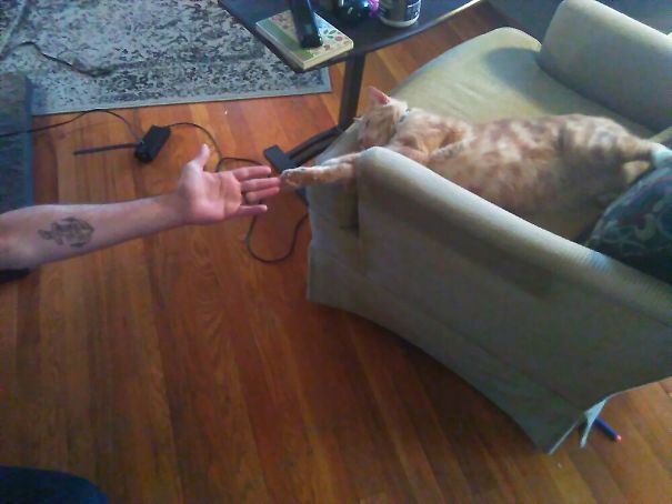 Creation Of Cat