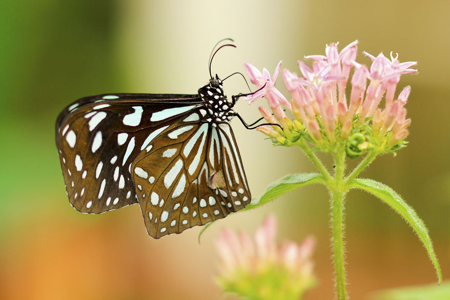 I Changed The Shapes Of Animals Into Cubes (20+ Pics)