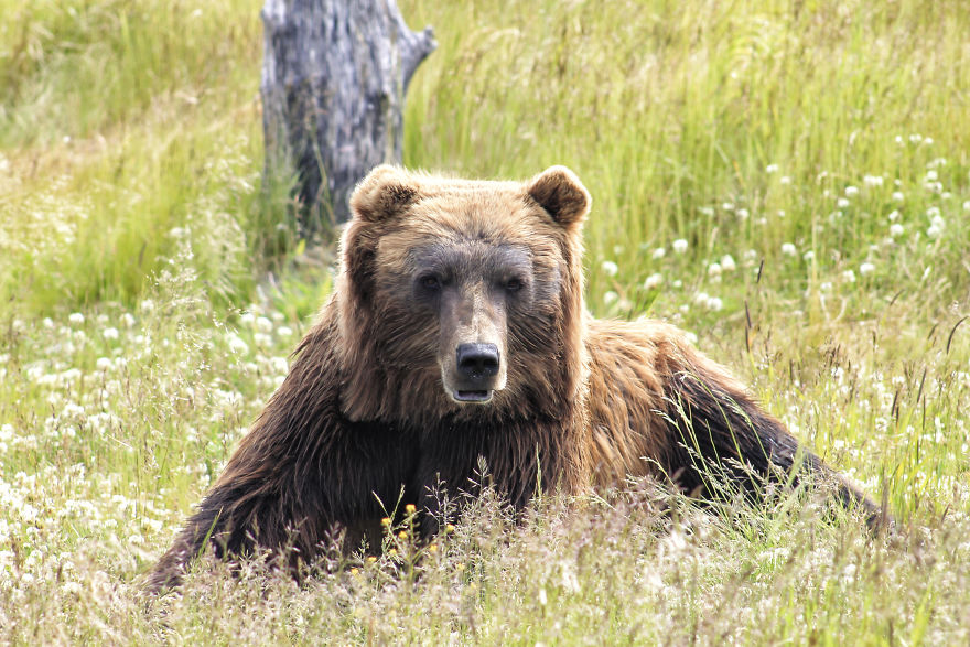 I Changed The Shapes Of Animals Into Cubes (20+ Pics)