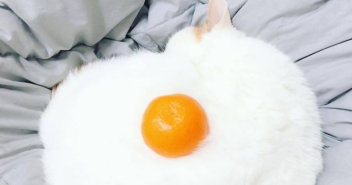 Suspicious Looking Egg Inspires A Ridiculous Photoshop Battle