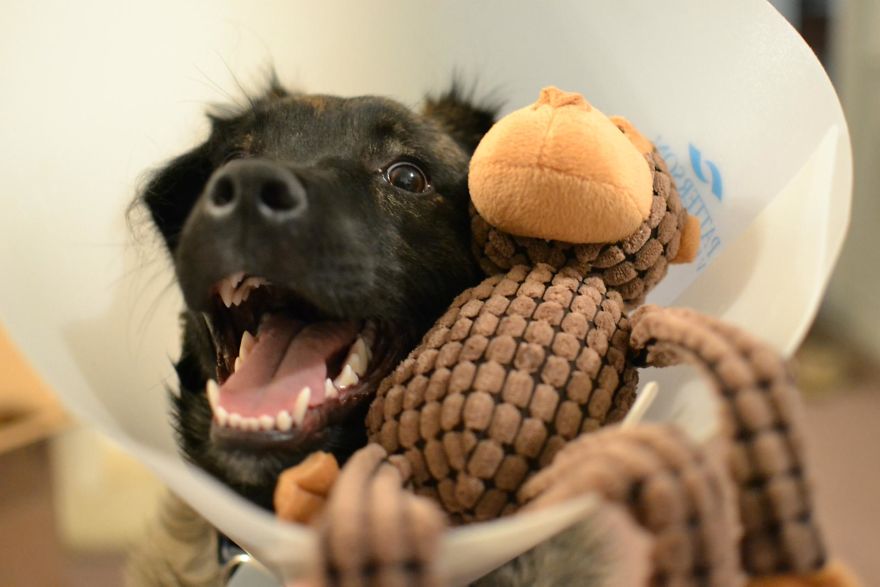 10 Pet Parents Who Went Above And Beyond With The Cone Of Shame