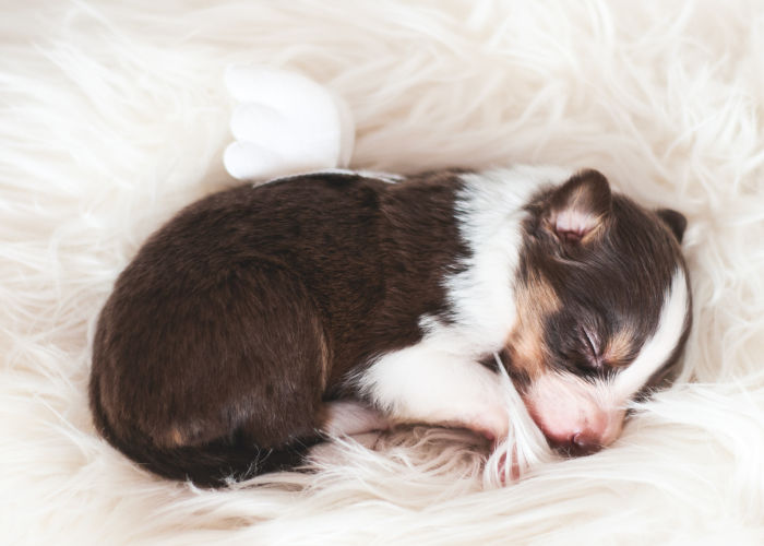 Puppies With Wings! I Repeat: Puppies With Wings! Prepare Your Heart To Be Melted