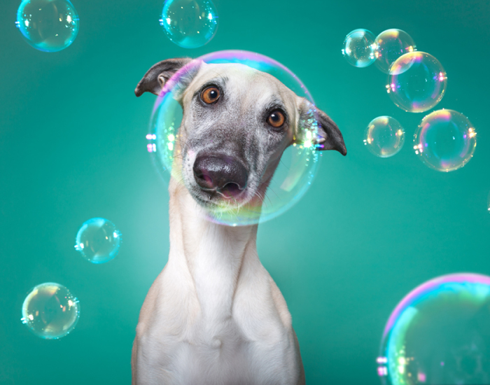 How I Turned My Camera-Shy Rescue Dog Into A Confident Photo Model