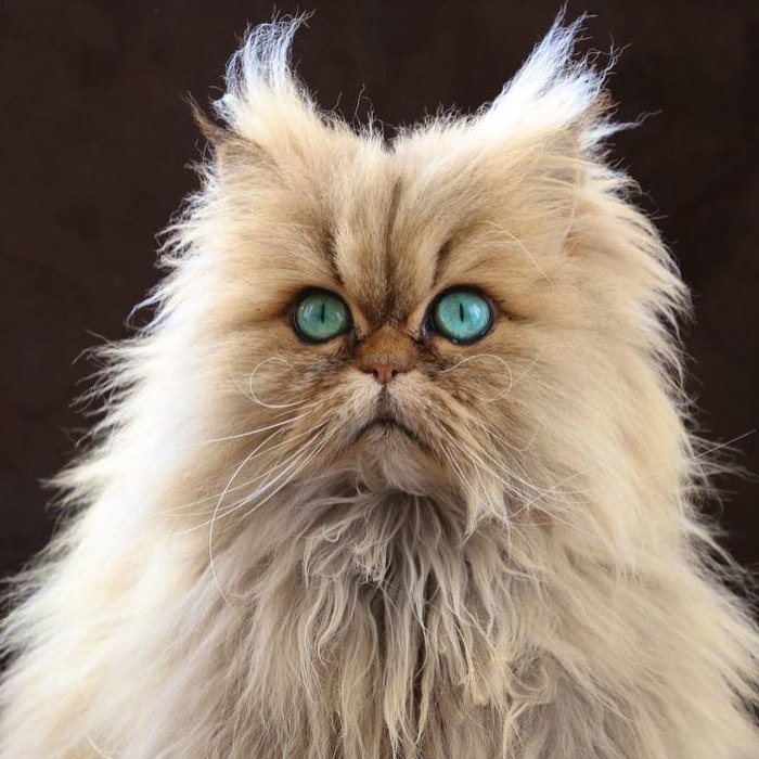 Two Dutch Ladies Who Can Look Right Into Your Soul!