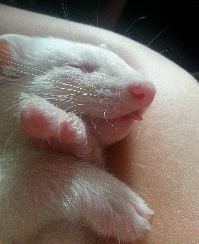 Cute Animal With It's Tongue Sticking Out