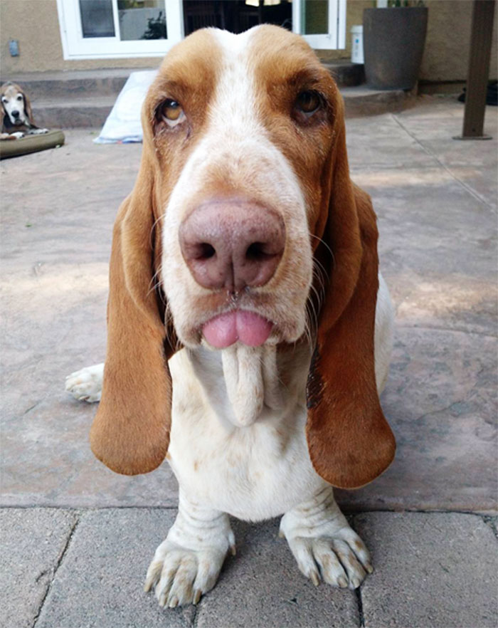 Cute Animal With It's Tongue Sticking Out