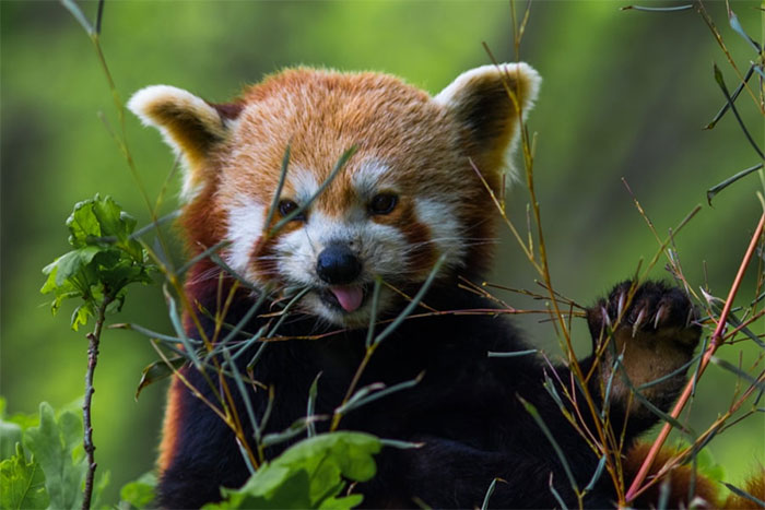 Cute Animal With It's Tongue Sticking Out