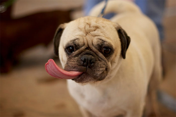 Cute Animal With It's Tongue Sticking Out