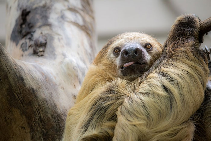 Cute Animal With It's Tongue Sticking Out