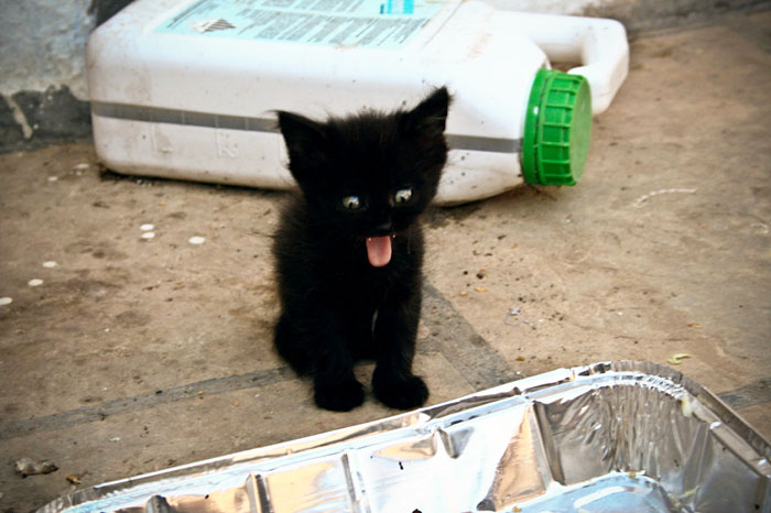 Cute Animal With It's Tongue Sticking Out