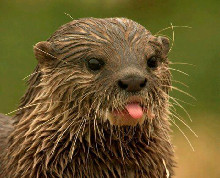 Cute Animal With It's Tongue Sticking Out