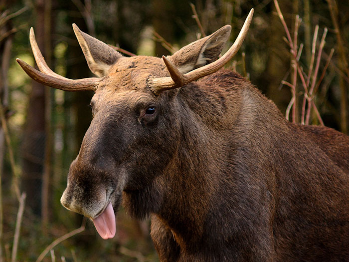 Cute Animal With It's Tongue Sticking Out